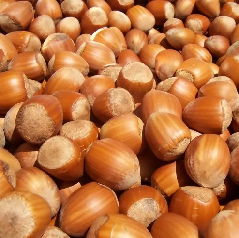 Babassu Refined Carrier Oil 1